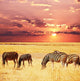 Zebras Wall Mural