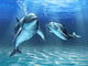 Dolphins