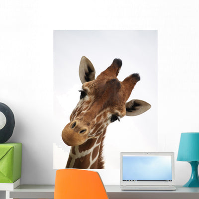 Ojos Mimosos Wall Decal shown on a wall