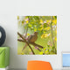 Mourning Dove, Zenaida macroura Wall Mural