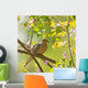 Mourning Dove, Zenaida macroura Wall Mural