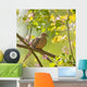 Mourning Dove, Zenaida macroura Wall Mural