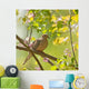 Mourning Dove, Zenaida macroura Wall Mural