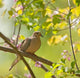 Mourning Dove, Zenaida macroura Wall Mural