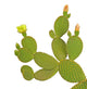 Opuntia Cactus Wall Decal