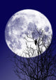 Full moon Wall Mural