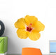 Yellow hibiscus isolated on white Wall Decal