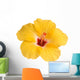 Yellow hibiscus isolated on white Wall Decal