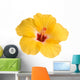 Yellow hibiscus isolated on white Wall Decal