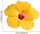 Yellow hibiscus isolated on white Wall Decal