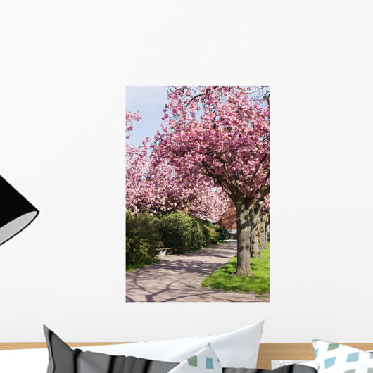 Blossoming cherry trees Wall Mural