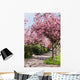 Blossoming cherry trees Wall Mural