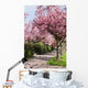 Blossoming cherry trees Wall Mural