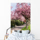 Blossoming cherry trees Wall Mural