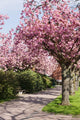 Blossoming cherry trees Wall Mural