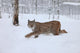 A female Lynx running Wall Mural
