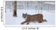 A female Lynx running Wall Mural