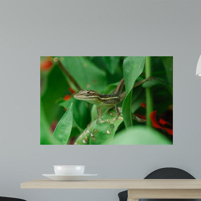 Anolis Auratus Sauria Polychrotidae Wall Mural shown on a wall