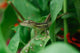Anolis Auratus Sauria Polychrotidae Wall Mural