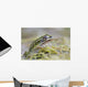 Northern Leopard Frog Wall Mural