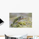 Northern Leopard Frog Wall Mural