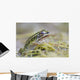 Northern Leopard Frog Wall Mural