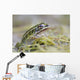 Northern Leopard Frog Wall Mural