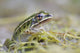 Northern Leopard Frog Wall Mural