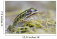 Northern Leopard Frog Wall Mural