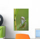 Young Gray Tree Frog Wall Mural