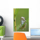 Young Gray Tree Frog Wall Mural