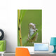 Young Gray Tree Frog Wall Mural