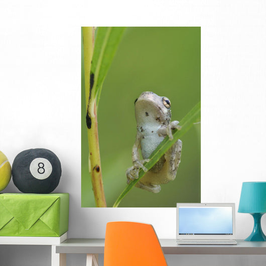 Young Gray Tree Frog Wall Mural