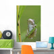 Young Gray Tree Frog Wall Mural