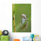 Young Gray Tree Frog Wall Mural
