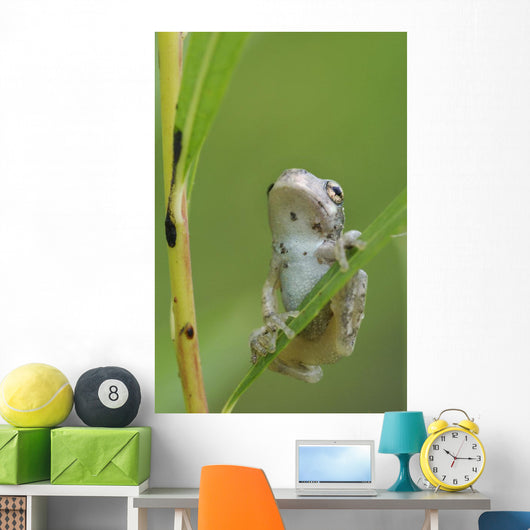 Young Gray Tree Frog Wall Mural
