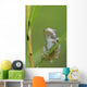 Young Gray Tree Frog Wall Mural