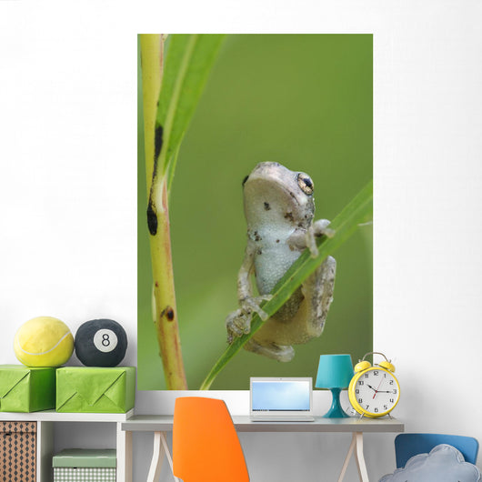 Young Gray Tree Frog Wall Mural