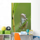 Young Gray Tree Frog Wall Mural