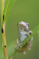 Young Gray Tree Frog Wall Mural