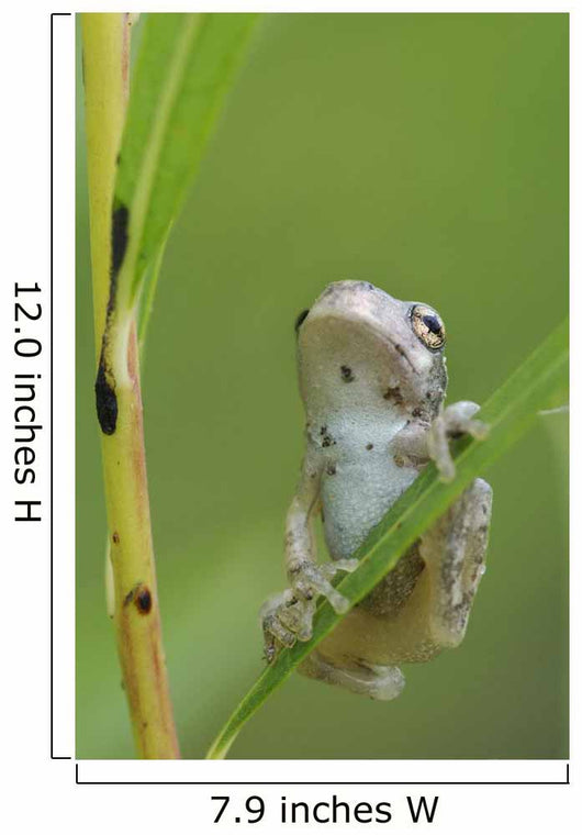 Young Gray Tree Frog Wall Mural