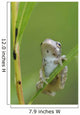 Young Gray Tree Frog Wall Mural
