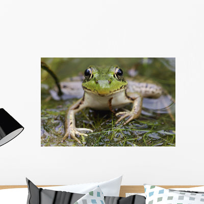 Green Frog Wall Mural shown on a wall