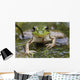 Green Frog Wall Mural