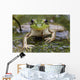 Green Frog Wall Mural