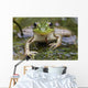 Green Frog Wall Mural