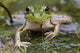 Green Frog Wall Mural