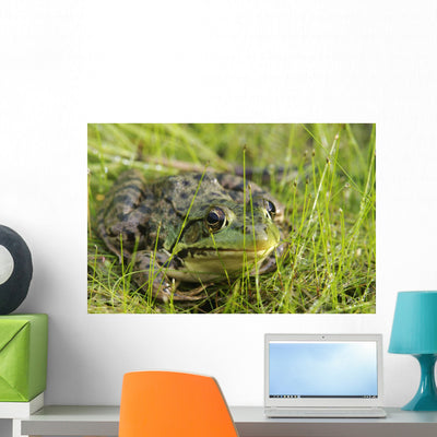 Green Frog Wall Mural shown on a wall