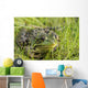Green Frog Wall Mural