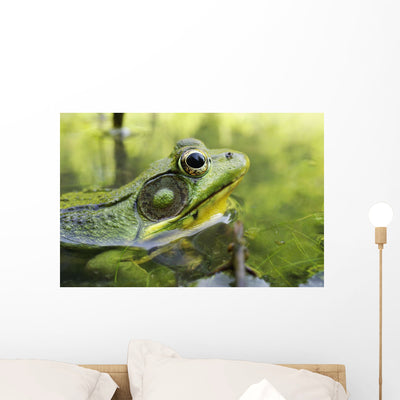 Green Frog Partly Submerged Wall Mural shown on a wall